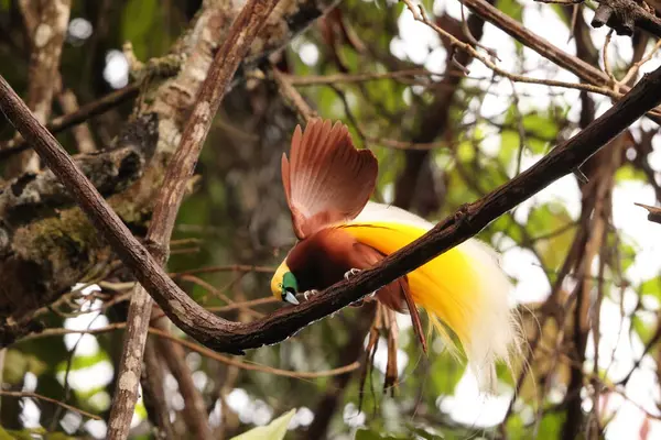 Küçük cennet kuşu (Paradisaea minor), Paradisaea cinsinde bir cennet kuşudur. Bu fotoğraf Batı Papua, Endonezya 'da çekildi..