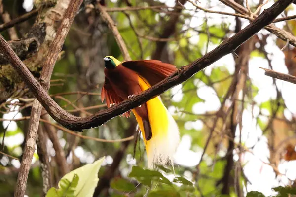 Küçük cennet kuşu (Paradisaea minor), Paradisaea cinsinde bir cennet kuşudur. Bu fotoğraf Batı Papua, Endonezya 'da çekildi..