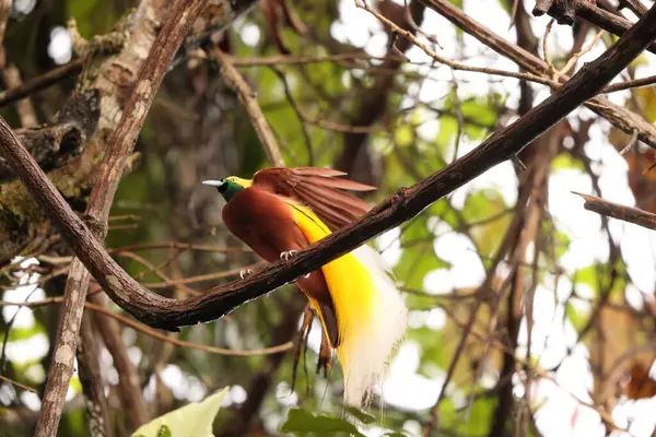Küçük cennet kuşu (Paradisaea minor), Paradisaea cinsinde bir cennet kuşudur. Bu fotoğraf Batı Papua, Endonezya 'da çekildi..