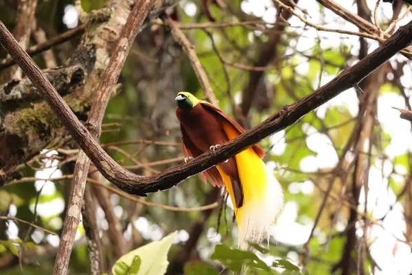 Küçük cennet kuşu (Paradisaea minor), Paradisaea cinsinde bir cennet kuşudur. Bu fotoğraf Batı Papua, Endonezya 'da çekildi..