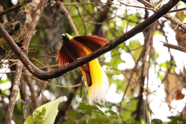 Küçük cennet kuşu (Paradisaea minor), Paradisaea cinsinde bir cennet kuşudur. Bu fotoğraf Batı Papua, Endonezya 'da çekildi..