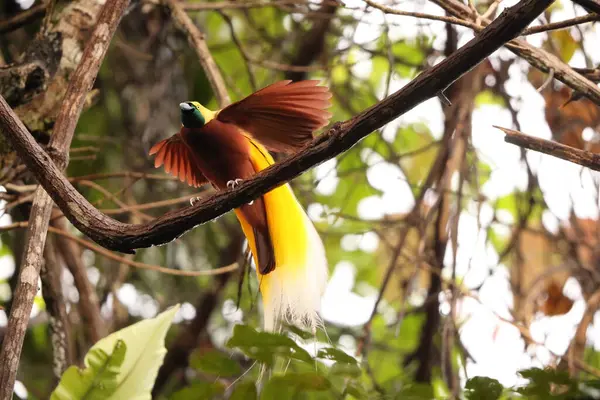 Küçük cennet kuşu (Paradisaea minor), Paradisaea cinsinde bir cennet kuşudur. Bu fotoğraf Batı Papua, Endonezya 'da çekildi..