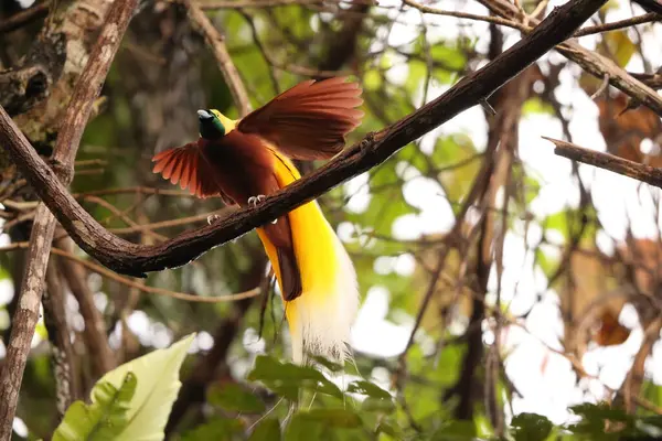 Küçük cennet kuşu (Paradisaea minor), Paradisaea cinsinde bir cennet kuşudur. Bu fotoğraf Batı Papua, Endonezya 'da çekildi..