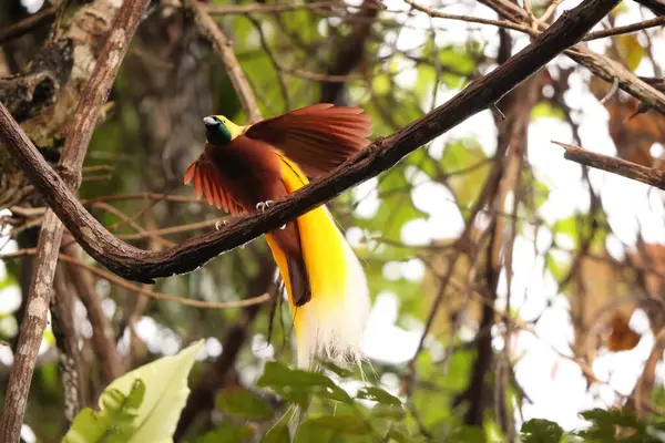 Küçük cennet kuşu (Paradisaea minor), Paradisaea cinsinde bir cennet kuşudur. Bu fotoğraf Batı Papua, Endonezya 'da çekildi..