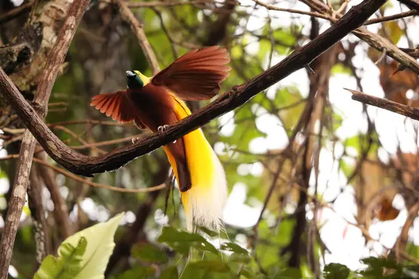 Küçük cennet kuşu (Paradisaea minor), Paradisaea cinsinde bir cennet kuşudur. Bu fotoğraf Batı Papua, Endonezya 'da çekildi..