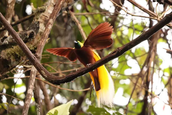 Küçük cennet kuşu (Paradisaea minor), Paradisaea cinsinde bir cennet kuşudur. Bu fotoğraf Batı Papua, Endonezya 'da çekildi..