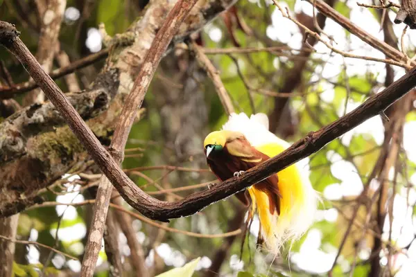 Küçük cennet kuşu (Paradisaea minor), Paradisaea cinsinde bir cennet kuşudur. Bu fotoğraf Batı Papua, Endonezya 'da çekildi..