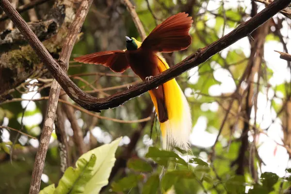 Küçük cennet kuşu (Paradisaea minor), Paradisaea cinsinde bir cennet kuşudur. Bu fotoğraf Batı Papua, Endonezya 'da çekildi..