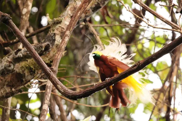Küçük cennet kuşu (Paradisaea minor), Paradisaea cinsinde bir cennet kuşudur. Bu fotoğraf Batı Papua, Endonezya 'da çekildi..