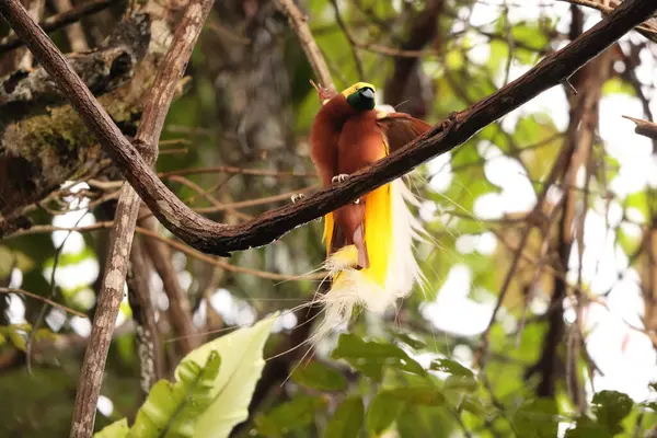 Küçük cennet kuşu (Paradisaea minor), Paradisaea cinsinde bir cennet kuşudur. Bu fotoğraf Batı Papua, Endonezya 'da çekildi..