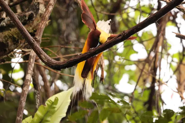 Küçük cennet kuşu (Paradisaea minor), Paradisaea cinsinde bir cennet kuşudur. Bu fotoğraf Batı Papua, Endonezya 'da çekildi..