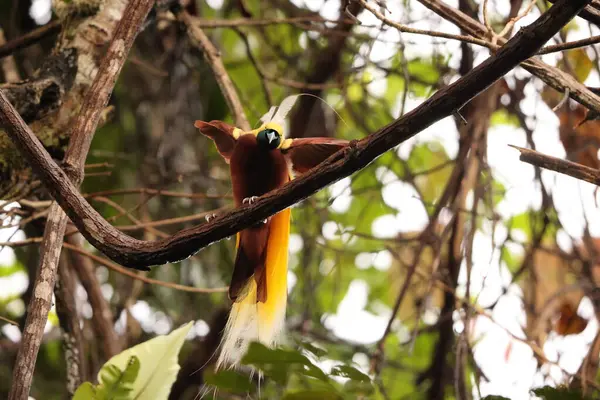 Küçük cennet kuşu (Paradisaea minor), Paradisaea cinsinde bir cennet kuşudur. Bu fotoğraf Batı Papua, Endonezya 'da çekildi..