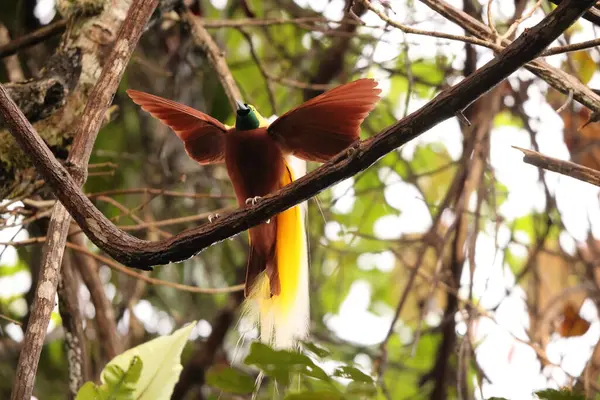 Küçük cennet kuşu (Paradisaea minor), Paradisaea cinsinde bir cennet kuşudur. Bu fotoğraf Batı Papua, Endonezya 'da çekildi..