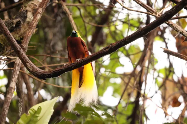 Küçük cennet kuşu (Paradisaea minor), Paradisaea cinsinde bir cennet kuşudur. Bu fotoğraf Batı Papua, Endonezya 'da çekildi..