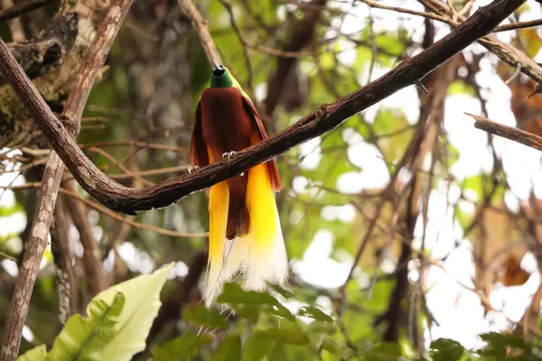 Küçük cennet kuşu (Paradisaea minor), Paradisaea cinsinde bir cennet kuşudur. Bu fotoğraf Batı Papua, Endonezya 'da çekildi..