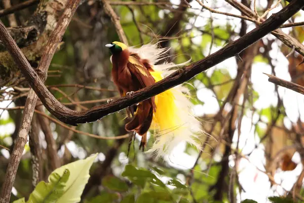 Küçük cennet kuşu (Paradisaea minor), Paradisaea cinsinde bir cennet kuşudur. Bu fotoğraf Batı Papua, Endonezya 'da çekildi..