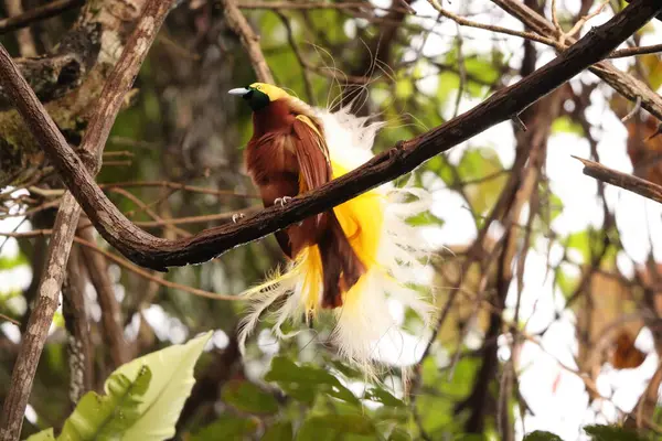 Küçük cennet kuşu (Paradisaea minor), Paradisaea cinsinde bir cennet kuşudur. Bu fotoğraf Batı Papua, Endonezya 'da çekildi..