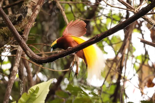 Küçük cennet kuşu (Paradisaea minor), Paradisaea cinsinde bir cennet kuşudur. Bu fotoğraf Batı Papua, Endonezya 'da çekildi..