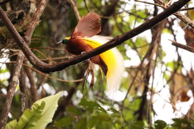 Küçük cennet kuşu (Paradisaea minor), Paradisaea cinsinde bir cennet kuşudur. Bu fotoğraf Batı Papua, Endonezya 'da çekildi..