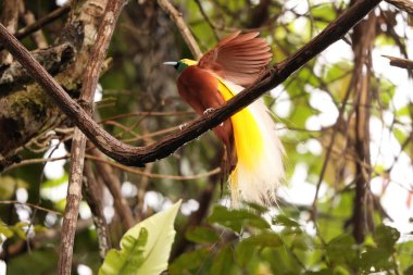 Küçük cennet kuşu (Paradisaea minor), Paradisaea cinsinde bir cennet kuşudur. Bu fotoğraf Batı Papua, Endonezya 'da çekildi..