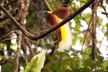 Küçük cennet kuşu (Paradisaea minor), Paradisaea cinsinde bir cennet kuşudur. Bu fotoğraf Batı Papua, Endonezya 'da çekildi..