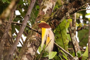 Küçük cennet kuşu (Paradisaea minor), Paradisaea cinsinde bir cennet kuşudur. Bu fotoğraf Batı Papua, Endonezya 'da çekildi..