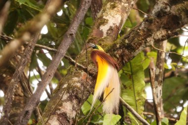 Küçük cennet kuşu (Paradisaea minor), Paradisaea cinsinde bir cennet kuşudur. Bu fotoğraf Batı Papua, Endonezya 'da çekildi..