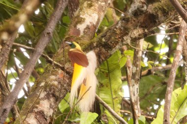 Küçük cennet kuşu (Paradisaea minor), Paradisaea cinsinde bir cennet kuşudur. Bu fotoğraf Batı Papua, Endonezya 'da çekildi..