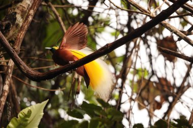 Küçük cennet kuşu (Paradisaea minor), Paradisaea cinsinde bir cennet kuşudur. Bu fotoğraf Batı Papua, Endonezya 'da çekildi..