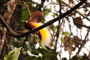 Küçük cennet kuşu (Paradisaea minor), Paradisaea cinsinde bir cennet kuşudur. Bu fotoğraf Batı Papua, Endonezya 'da çekildi..