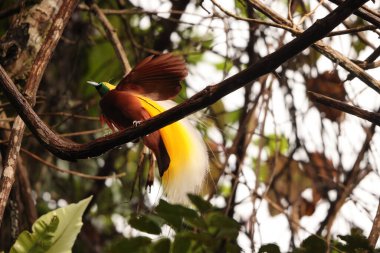 Küçük cennet kuşu (Paradisaea minor), Paradisaea cinsinde bir cennet kuşudur. Bu fotoğraf Batı Papua, Endonezya 'da çekildi..