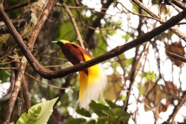 Küçük cennet kuşu (Paradisaea minor), Paradisaea cinsinde bir cennet kuşudur. Bu fotoğraf Batı Papua, Endonezya 'da çekildi..