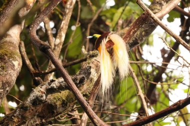 Küçük cennet kuşu (Paradisaea minor), Paradisaea cinsinde bir cennet kuşudur. Bu fotoğraf Batı Papua, Endonezya 'da çekildi..