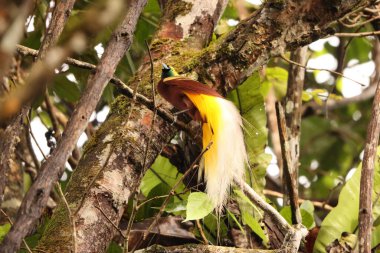 Küçük cennet kuşu (Paradisaea minor), Paradisaea cinsinde bir cennet kuşudur. Bu fotoğraf Batı Papua, Endonezya 'da çekildi..