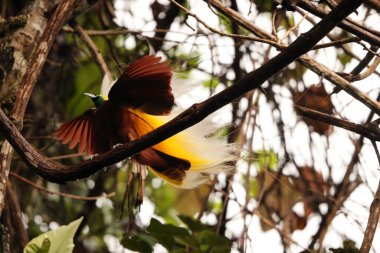Küçük cennet kuşu (Paradisaea minor), Paradisaea cinsinde bir cennet kuşudur. Bu fotoğraf Batı Papua, Endonezya 'da çekildi..