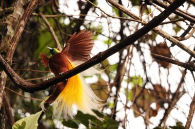 Küçük cennet kuşu (Paradisaea minor), Paradisaea cinsinde bir cennet kuşudur. Bu fotoğraf Batı Papua, Endonezya 'da çekildi..