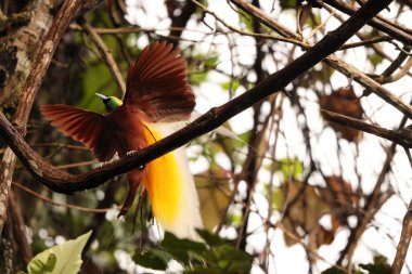 Küçük cennet kuşu (Paradisaea minor), Paradisaea cinsinde bir cennet kuşudur. Bu fotoğraf Batı Papua, Endonezya 'da çekildi..