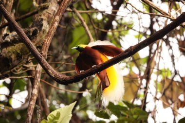 Küçük cennet kuşu (Paradisaea minor), Paradisaea cinsinde bir cennet kuşudur. Bu fotoğraf Batı Papua, Endonezya 'da çekildi..