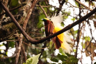 Küçük cennet kuşu (Paradisaea minor), Paradisaea cinsinde bir cennet kuşudur. Bu fotoğraf Batı Papua, Endonezya 'da çekildi..