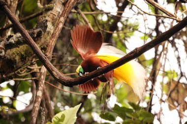Küçük cennet kuşu (Paradisaea minor), Paradisaea cinsinde bir cennet kuşudur. Bu fotoğraf Batı Papua, Endonezya 'da çekildi..