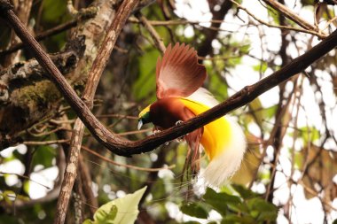 Küçük cennet kuşu (Paradisaea minor), Paradisaea cinsinde bir cennet kuşudur. Bu fotoğraf Batı Papua, Endonezya 'da çekildi..