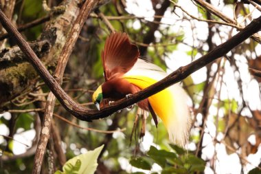 Küçük cennet kuşu (Paradisaea minor), Paradisaea cinsinde bir cennet kuşudur. Bu fotoğraf Batı Papua, Endonezya 'da çekildi..