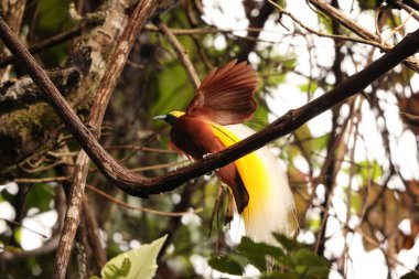 Küçük cennet kuşu (Paradisaea minor), Paradisaea cinsinde bir cennet kuşudur. Bu fotoğraf Batı Papua, Endonezya 'da çekildi..