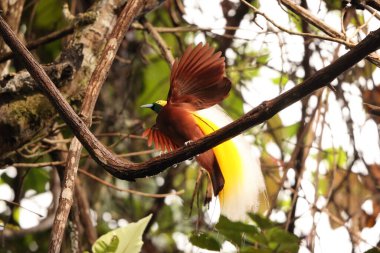 Küçük cennet kuşu (Paradisaea minor), Paradisaea cinsinde bir cennet kuşudur. Bu fotoğraf Batı Papua, Endonezya 'da çekildi..