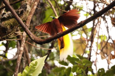 Küçük cennet kuşu (Paradisaea minor), Paradisaea cinsinde bir cennet kuşudur. Bu fotoğraf Batı Papua, Endonezya 'da çekildi..