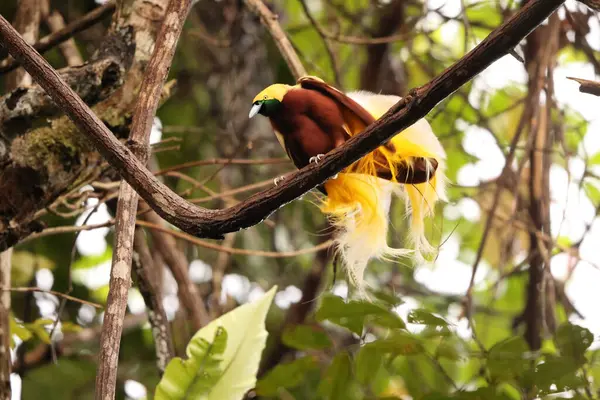 Küçük cennet kuşu (Paradisaea minor), Paradisaea cinsinde bir cennet kuşudur. Bu fotoğraf Batı Papua, Endonezya 'da çekildi..