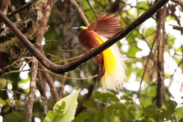 Küçük cennet kuşu (Paradisaea minor), Paradisaea cinsinde bir cennet kuşudur. Bu fotoğraf Batı Papua, Endonezya 'da çekildi..
