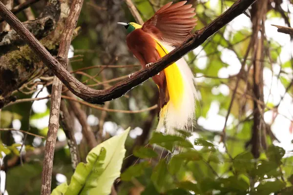 Küçük cennet kuşu (Paradisaea minor), Paradisaea cinsinde bir cennet kuşudur. Bu fotoğraf Batı Papua, Endonezya 'da çekildi..