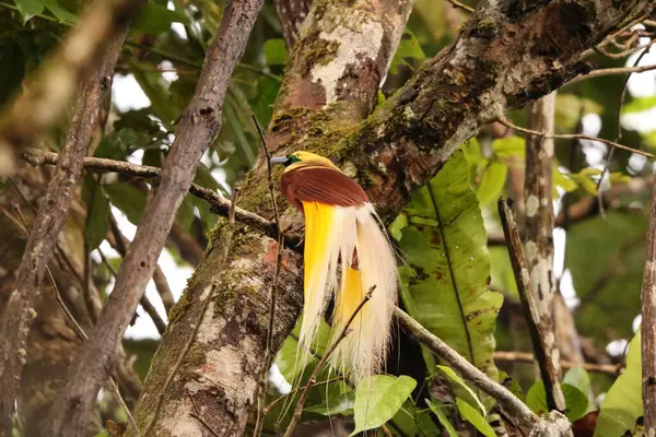 Küçük cennet kuşu (Paradisaea minor), Paradisaea cinsinde bir cennet kuşudur. Bu fotoğraf Batı Papua, Endonezya 'da çekildi..
