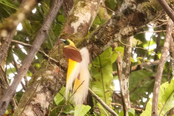 Küçük cennet kuşu (Paradisaea minor), Paradisaea cinsinde bir cennet kuşudur. Bu fotoğraf Batı Papua, Endonezya 'da çekildi..